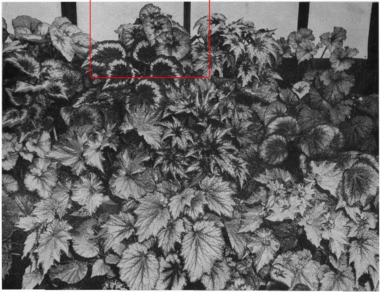 B. ‘Curly Rajah’